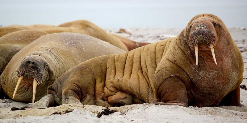 Wi-Fi 6E技术深度解析：免费工具与资源分享，为家庭与企业网络带来革命性升级