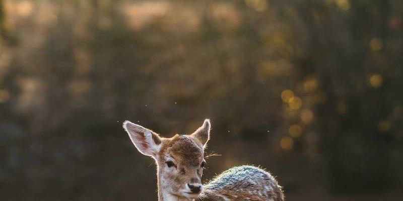 从理论到实践：网络功能虚拟化(NFV)在电信云中的架构设计与性能优化编程教程