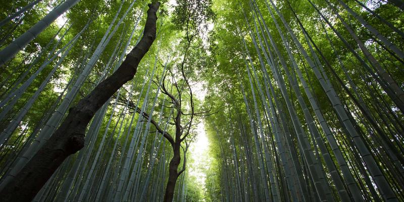 网络功能虚拟化与容器化实战：从编程教程到免费工具的云原生电信网络演进