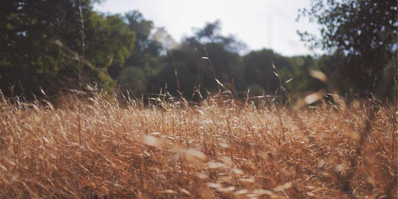 网络技术52：软件开发者的技术博客指南与免费工具全景