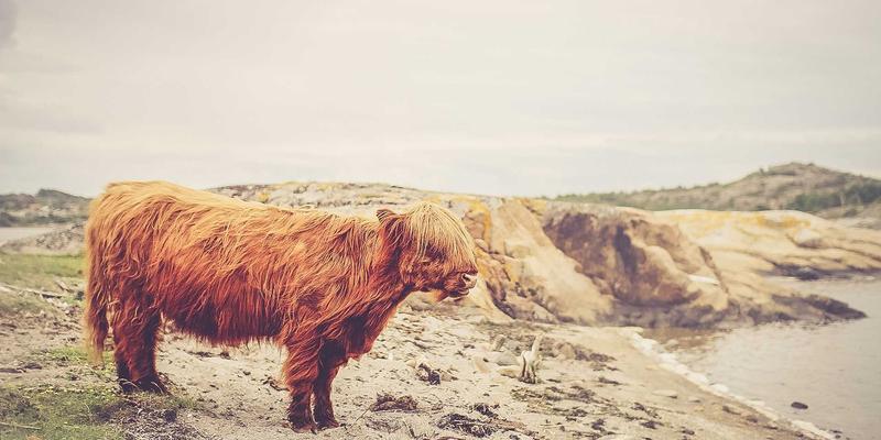 网络韧性构建指南：利用免费工具与冗余策略抵御DDoS攻击与网络中断