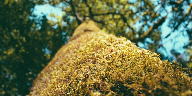 软件开发与网络技术进阶：利用AI实现智能NPM与可观测性，精准预测故障与根因分析